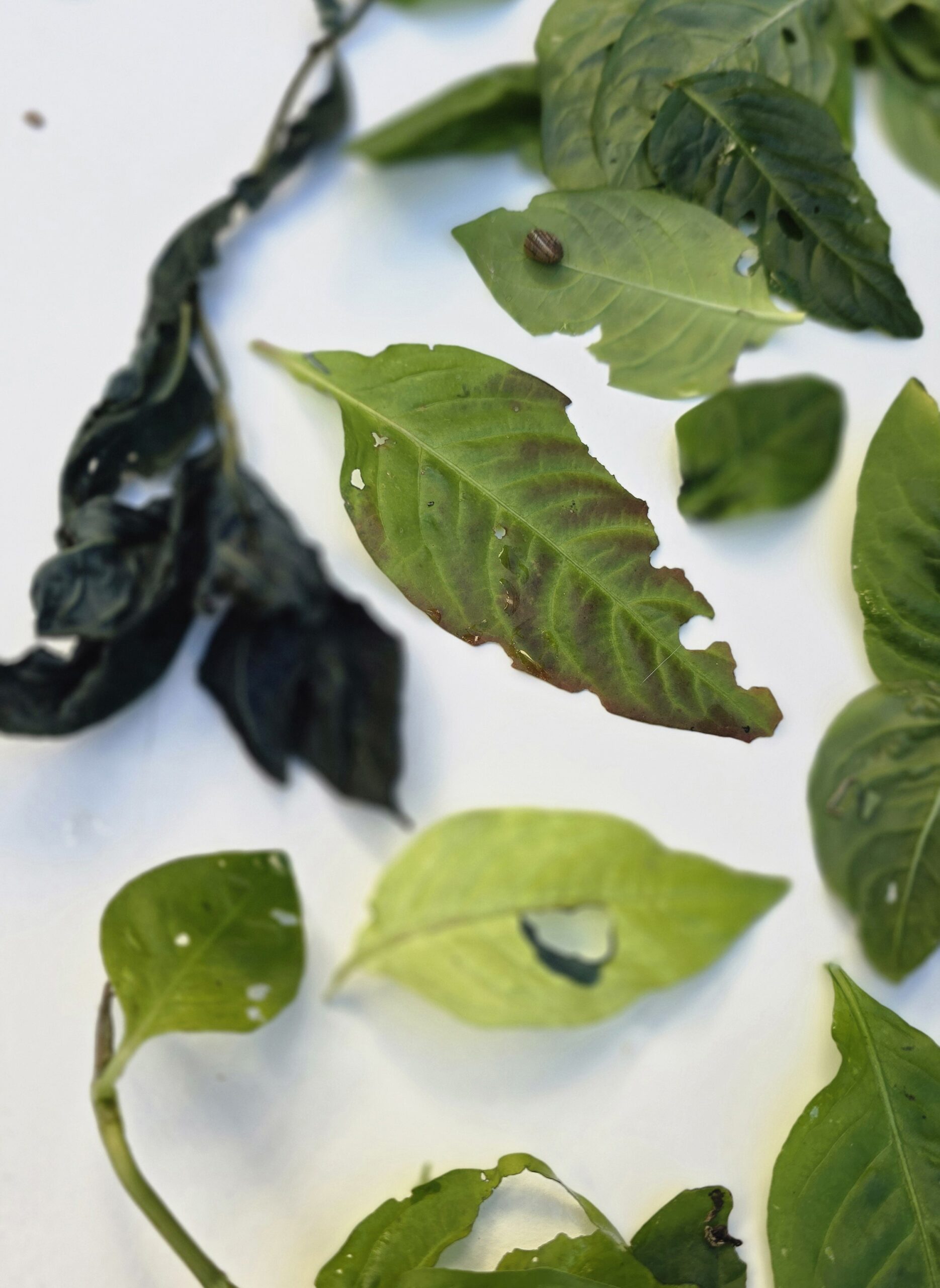 Lire la suite à propos de l’article CULTIVER SA PROPRE COULEUR